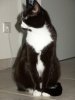 katzenfotos 12-02 005.jpg